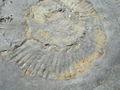 Ein versteinerter Ammonit in der Kimmeridge Bucht