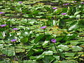 Water lilies at Pookode Lake