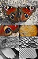 Image 47Butterfly wing at different magnifications reveals microstructured chitin acting as diffraction grating. (from Animal coloration)