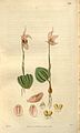 Illustration of Calypso bulbosa (as syn. Calypso borealis) in "Curtis's Botanical Magazine" vol.54 (N.S. 1) pl. 2763 (1827)