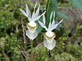 White form of Calypso bulbosa var. occidentalis