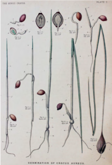 Illustrations of germinating crocus seed