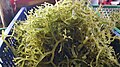 Gusô (Eucheuma spp.), another edible tropical seaweed species originally cultivated in the Philippines. They are eaten fresh, similar to sea grapes, or processed into carrageenan.