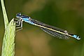 Image 8 Common bluetail Photo credit: Fir0002 The Common bluetail (Ischnura heterosticta) is a small Australian damselfly of the family Coenagrionidae. Most males have blue eyes, blue thorax and a blue ringed tail. The females are green or light brown. More selected pictures