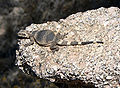 Juvenile chuckwalla of the Sonoran Desert