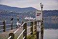 Black headed gulls at lake Orestiada