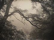 Tree in the mist, 1910s