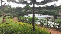 Pilikula Botanical Garden - Pine tree