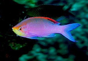 Pseudanthias tuka, a reef fish from the Indian Ocean