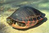 Alabama red-bellied turtle