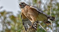 Red-shouldered hawk (Buteo lineatus), locality unknown (August 2019)