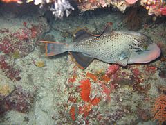 Yellowmargin triggerfish at Apo Reef