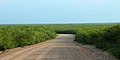Road through Tamaulipan thornscrub, Webb County, Texas, USA (10 June 2016)