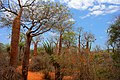 Image 12Spiny forest at Ifaty, Madagascar, featuring various Adansonia (baobab) species, Alluaudia procera (Madagascar ocotillo) and other vegetation (from Ecosystem)