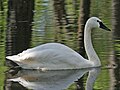 Whistling swan, C. c. columbianus