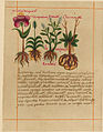 A page of the Badinus Herbal, 16th c.