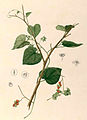 Cissampelos pareira. Certain species in the genus Cissampelos have been employed in the preparation of curare.