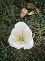 Colchicum speciosum 'Album' inner side of the flower