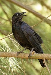 Photo of an Australian raven
