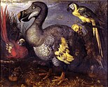 Edwards's Dodo (1626) by Savery; Natural History Museum, London.