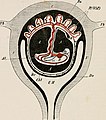 Hemotrophic viviparity: a mammal embryo (centre) attached by its umbilical cord to a placenta (top) which provides food