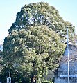 Mature Eucalyptus macarthurii, at the University of Canterbury