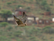 Flying in South Africa