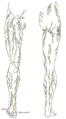 Cutaneous nerves of the right lower extremity, anterior and posterior views.