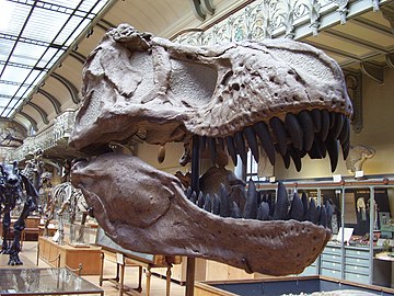 Skull cast of a Tyrannosaurus rex