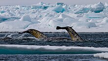 Photo showing narwhal tail flukes, which are broad, flat, and horizontal in shape