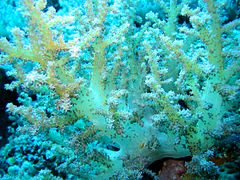 Yellowish white soft coral at Apo Reef