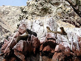 Seals on the Ballestas Islands