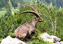 Alpensteinbock, männliches Tier