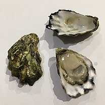 Three oyster shells, top-down view on a matte white background. One contains a fresh oyster.