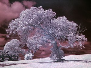 Infrared photograph of a tree