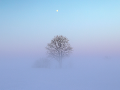 A tree in a field during extreme cold with frozen fog