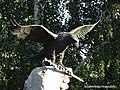 Turul bird, Millennium memorial in Berekfürdő, Hungary (2001)