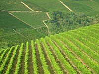 Weinbaugebiete im Piemont: Langhe, Roero und Monferrat