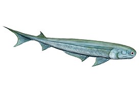 Cartilaginous fishes may have evolved from spiny sharks