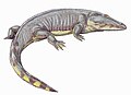 Actinodon frossardi, of the early Permian of France