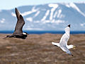 Chased by a parasitic jaeger at Svalbard