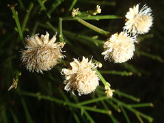 Close up of dried flowers of Baccharis sarothroides