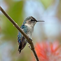 Bee hummingbird, endemic to Cuba and the smallest bird in the world. This immature male has yet to develop the iridescent blue plumage of the adult. In one day, the bee hummingbird may visit 1,500 flowers. Zoom in for feather details.