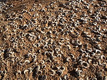 Vachellia erioloba seeds, lying upon the ground, scattered among their pods, Sossusvlei, Namib Desert, Namibia