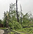 Tree damage, Amberwood Crescent, Country Place (Ottawa)