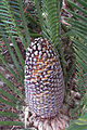 cone of Dioon merolae