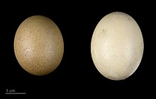 A small, near-round brown junglefowl egg (left) and a larger, paler chicken egg (right)
