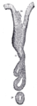 Human pyloric glands (at pylorus)