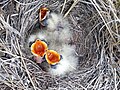 A nest with three chicks in the oil fields of Alberta, Canada