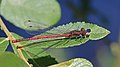 Image 68Large red damselfly in Swinley Forest, Berkshire (from Portal:Berkshire/Selected pictures)